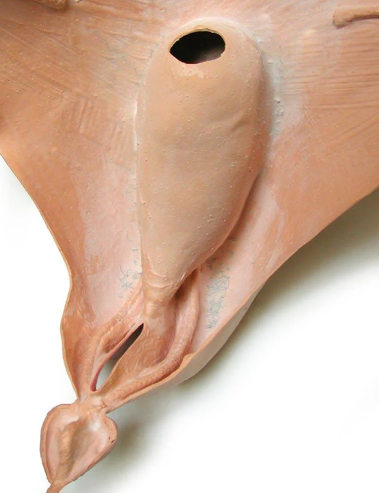 Bladder Vee-String Vagina Prosthesis - Image 3